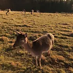 Atterseeperle - 80m2 Mit See- Und Gebirgsblick * Steinbach am Attersee