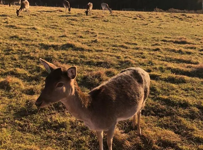 Atterseeperle - 80m2 Mit See- Und Gebirgsblick * Steinbach am Attersee