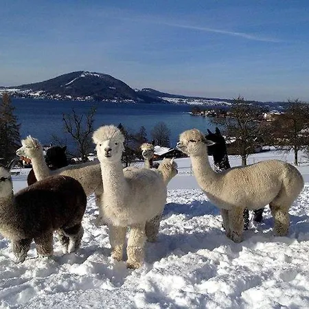 Atterseeperle - 80m2 Mit See- Und Gebirgsblick Steinbach am Attersee