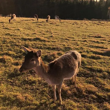 Atterseeperle - 80m2 Mit See- Und Gebirgsblick * Steinbach am Attersee